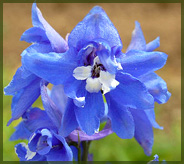 Delphinium