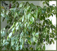 Ficus