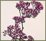 Limonium